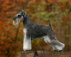 雪纳瑞可以吃瓜吗,瓜类水果的适宜摄入与禁忌