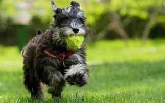 雪纳瑞可以吃瓜吗,瓜类水果的适宜摄入与禁忌  第2张