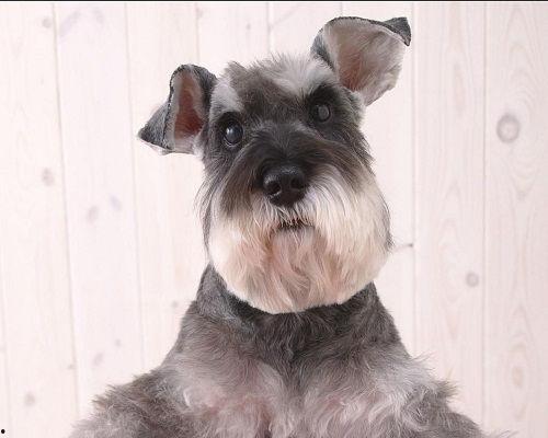 雪纳瑞可以吃瓜吗,瓜类水果的适宜摄入与禁忌  第3张