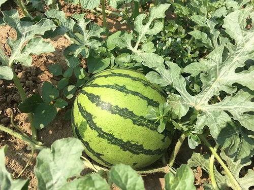 吃瓜系统年代,见证时代变迁的美食之旅  第3张