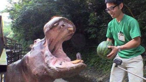 瓜河马吃西瓜,瓜河马畅游西瓜盛宴