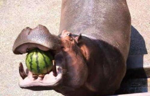 瓜河马吃西瓜,瓜河马畅游西瓜盛宴  第2张