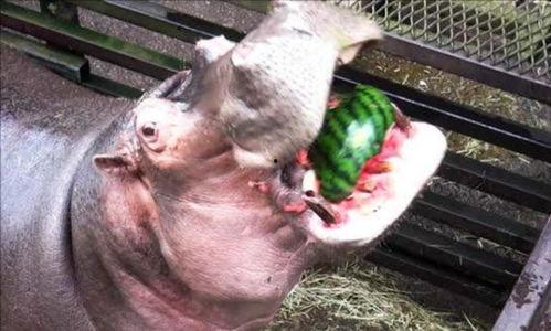 瓜河马吃西瓜,瓜河马畅游西瓜盛宴  第3张