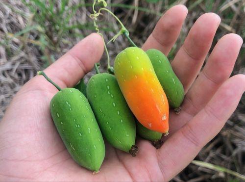 耗子瓜可以吃吗,能否安全食用之谜