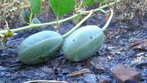 耗子瓜可以吃吗,能否安全食用之谜  第2张