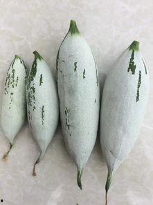 耗子瓜可以吃吗,能否安全食用之谜  第3张