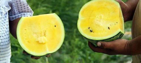 比初恋还甜吃瓜,比初恋还甜的吃瓜盛宴  第2张