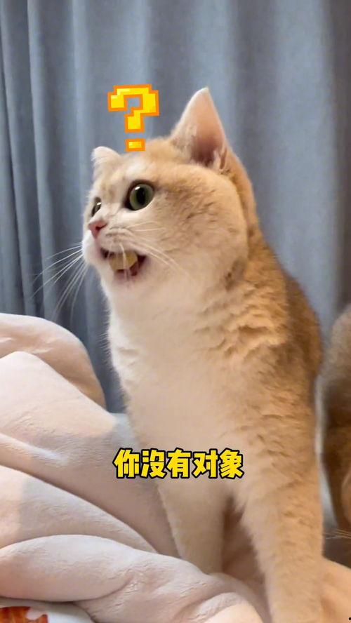 吃瓜群众秀胖猫咪,秀出萌态！胖猫咪吃瓜群众圈粉无数  第2张