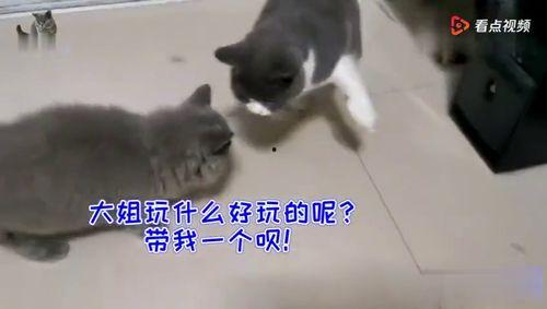 吃瓜群众秀胖猫咪,秀出萌态！胖猫咪吃瓜群众圈粉无数  第3张