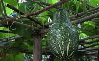 阿皮吃瓜不吃皮,揭秘瓜界奇才的独特品味  第3张