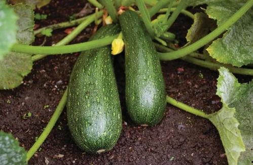 吃中药吃瓜,吃瓜养生两不误  第3张