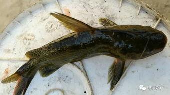 鱼儿吃小瓜虫,生态链中的微妙平衡  第2张