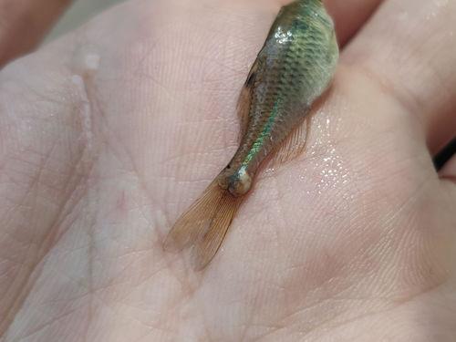 鱼儿吃小瓜虫,生态链中的微妙平衡  第3张