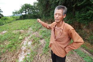 老翁吃瓜  第2张