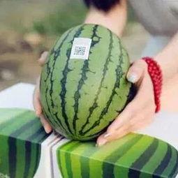 吃瓜怕错过什么,全方位解析，让你不错过任何热点事件  第3张