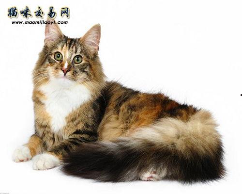 缅因猫吃瓜视频  第2张