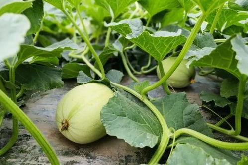 吃呆小瓜,揭秘美食背后的趣味故事  第2张