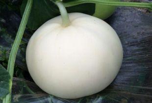 脆梨瓜孕期吃,营养美味，助力母婴健康  第3张