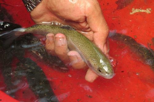 鱼和贝贝瓜能一起吃吗,探讨两者同食的适宜性  第2张