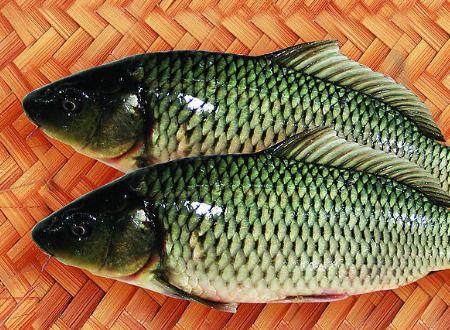 鱼和贝贝瓜能一起吃吗,探讨两者同食的适宜性  第3张