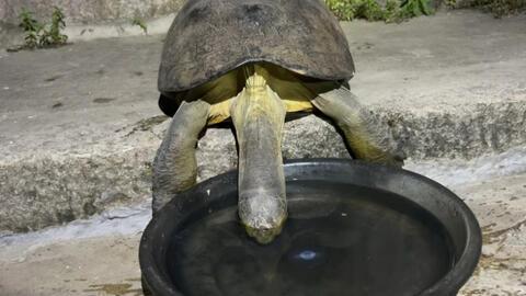 乌龟吃哈密瓜声控,声控互动乐趣无限