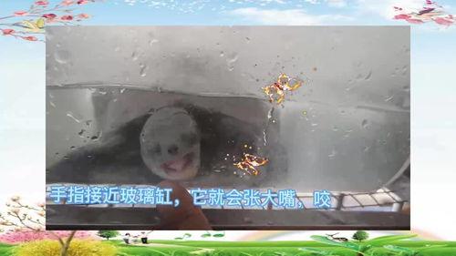 乌龟吃哈密瓜声控,声控互动乐趣无限  第2张