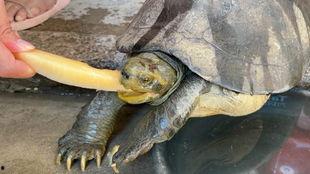 乌龟吃哈密瓜声控,声控互动乐趣无限  第3张