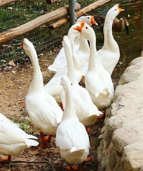 鹅吃瓜挂科,一场校园奇闻引发的挂科风波  第2张