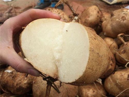 吃瓜吃土吃不够,泥土芬芳，尽享美食盛宴  第2张