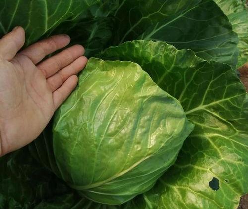 上海疫情吃瓜,揭秘网络热议背后的真实故事