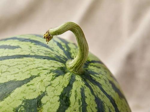 上海疫情吃瓜,揭秘网络热议背后的真实故事  第2张