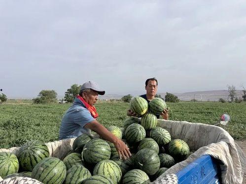 贵溪吃瓜,一网打尽本地新鲜趣事  第2张