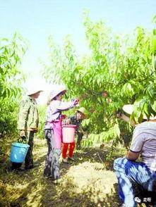 桃源吃瓜庭,揭秘神秘庭院里的欢乐时光