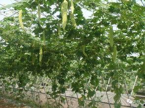 桃源吃瓜庭,揭秘神秘庭院里的欢乐时光  第3张