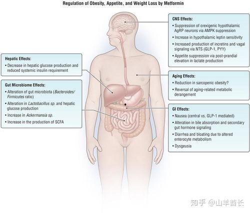 肥胖吃二甲双瓜减肥吗  第2张