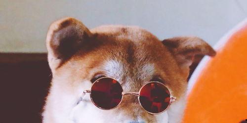 带你吃瓜说动物,揭秘动物界的趣味生活