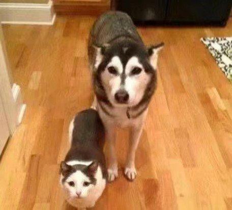 带你吃瓜说动物,揭秘动物界的趣味生活  第3张