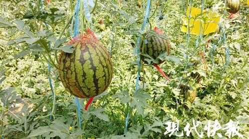 苏瓜可以吃吗  第3张