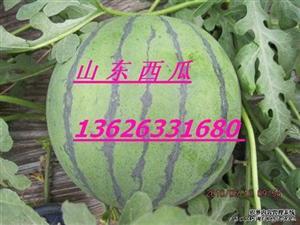 日照莒县吃瓜事件,一场网络热议背后的真相与反思  第2张