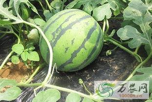 日照莒县吃瓜事件,一场网络热议背后的真相与反思  第3张