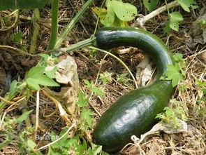 方瓜头咋吃,解锁独特吃法，尽享美味人生