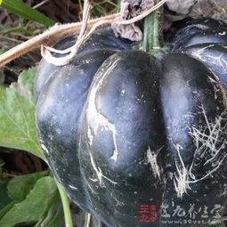 方瓜头咋吃,解锁独特吃法，尽享美味人生  第3张