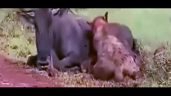 吃货吃瓜女孩视频在线观看,美食瓜界达人带你畅游吃货视频盛宴  第3张