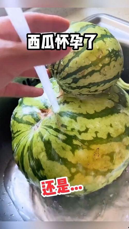 吃瓜撑了搞笑视频,吃瓜撑了！搞笑视频带你笑翻天  第3张