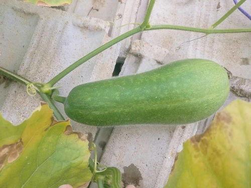 过产吃瓜,揭秘娱乐圈幕后故事  第2张