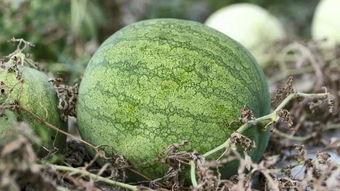 青春吃瓜怎么吃,解锁美味与快乐的秘诀  第3张