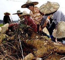 福建沿海吃瓜群众,吃瓜群众的欢乐海洋  第3张