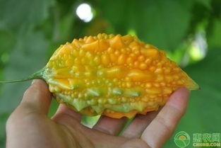 黄金生财瓜怎么吃,解锁财富的秘密食谱 第1张 黄金生财瓜怎么吃,解锁财富的秘密食谱 第1张