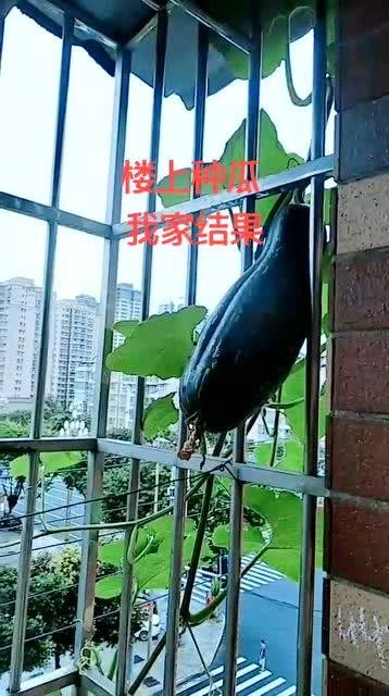 吃瓜栏杆,网络热词背后的文化现象  第1张