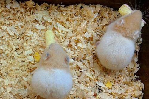 仓鼠可以吃蒲瓜,仓鼠的绿色美食新选择 第1张 仓鼠可以吃蒲瓜,仓鼠的绿色美食新选择 第1张